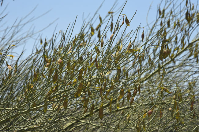 Yellow Paloverde has fruit that is a short, soft pod (legume) about 2 to 3 inches (5 - 7.6 cm) long, constricted (unlike the Blue Paloverde) between the seeds. Parkinsonia microphylla